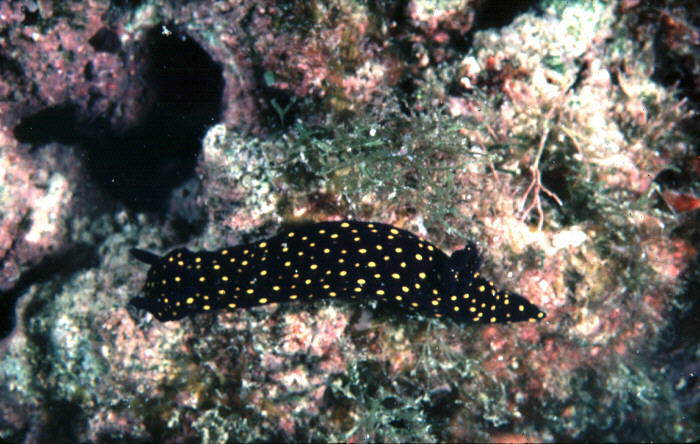 Hypselodoris ghiselini